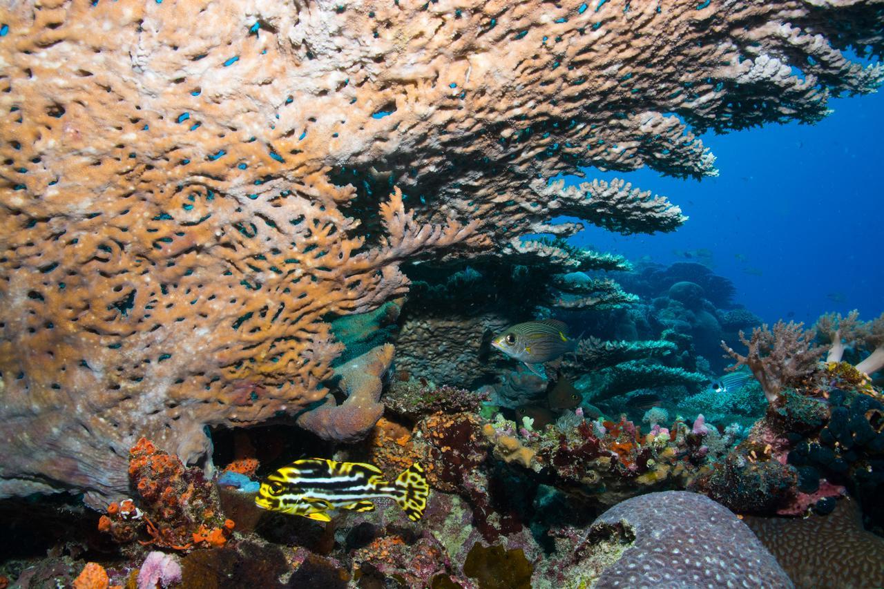 Gecko Nature Lodge Home Of Swahili Divers The Best Dive Center And Famous Gecko Restaurant Verani Bagian luar foto
