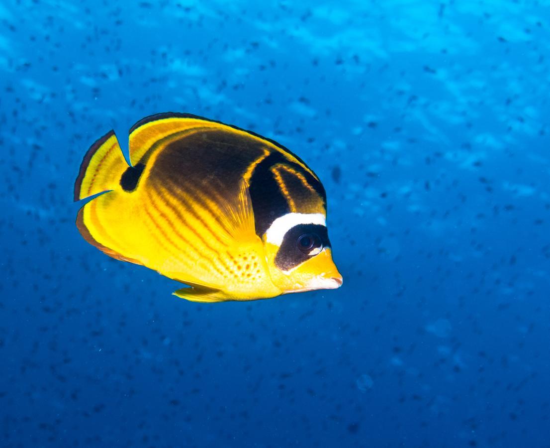 Gecko Nature Lodge Home Of Swahili Divers The Best Dive Center And Famous Gecko Restaurant Verani Bagian luar foto