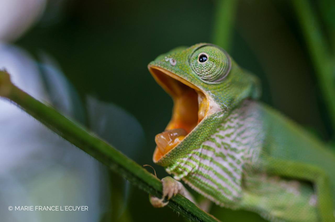 Gecko Nature Lodge Home Of Swahili Divers The Best Dive Center And Famous Gecko Restaurant Verani Bagian luar foto