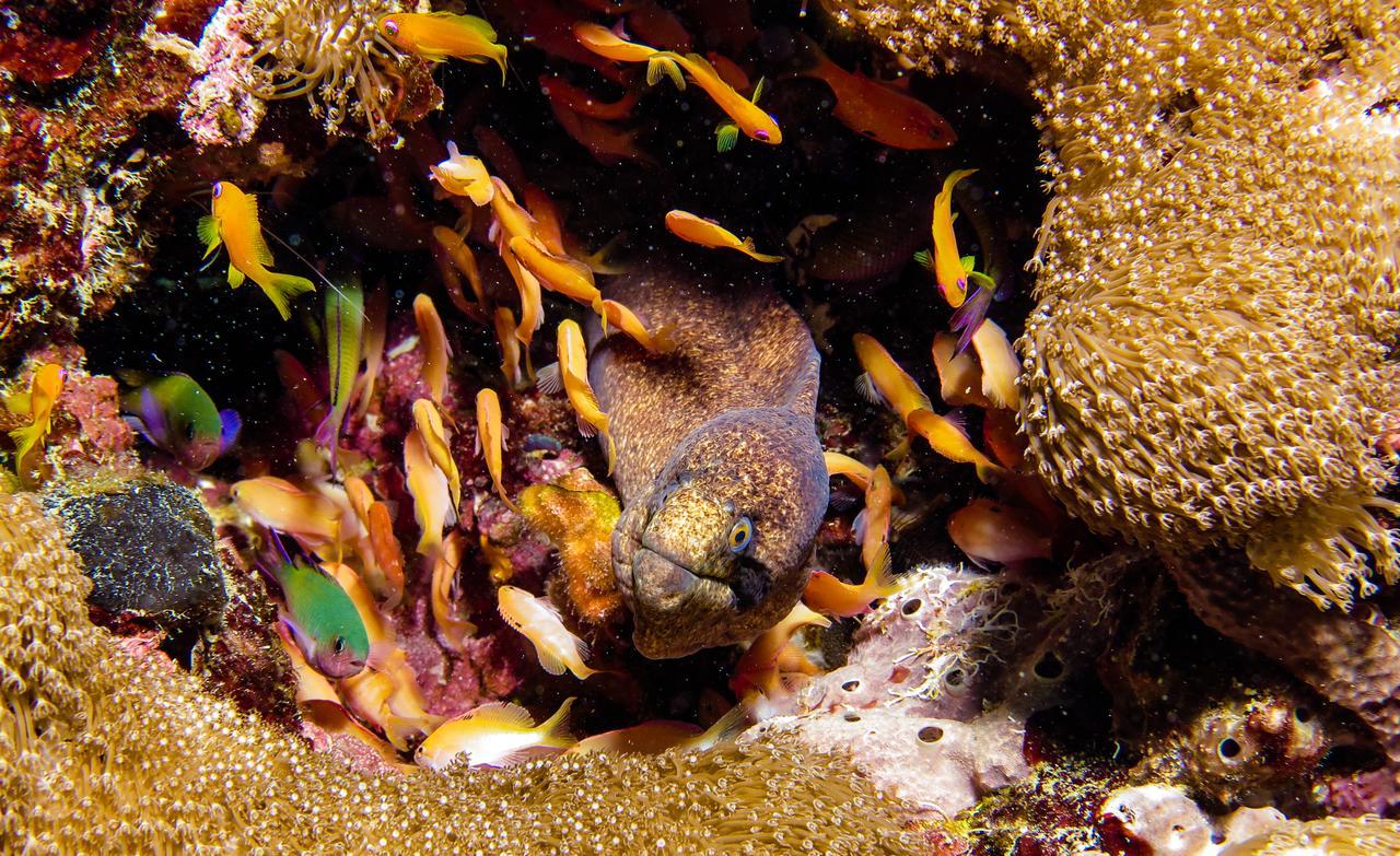 Gecko Nature Lodge Home Of Swahili Divers The Best Dive Center And Famous Gecko Restaurant Verani Bagian luar foto