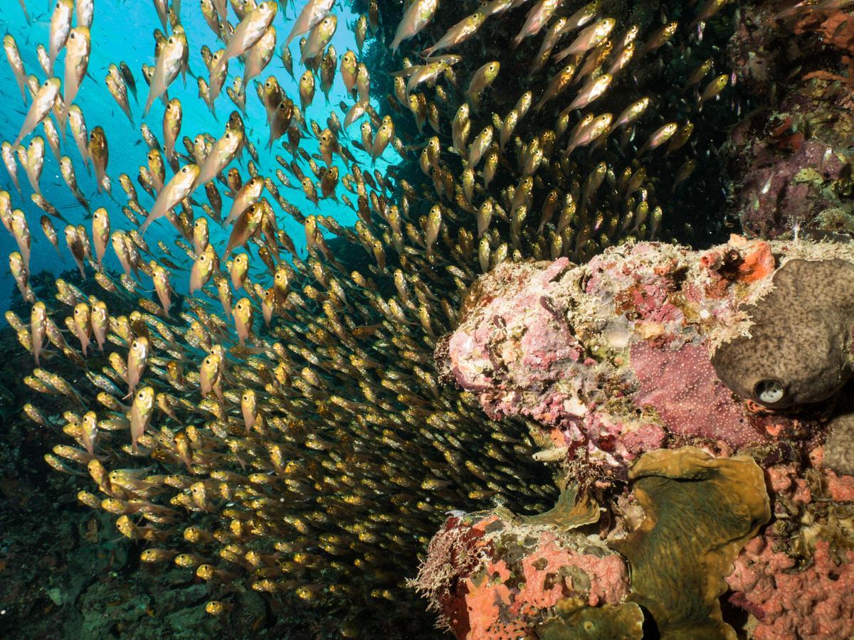 Gecko Nature Lodge Home Of Swahili Divers The Best Dive Center And Famous Gecko Restaurant Verani Bagian luar foto