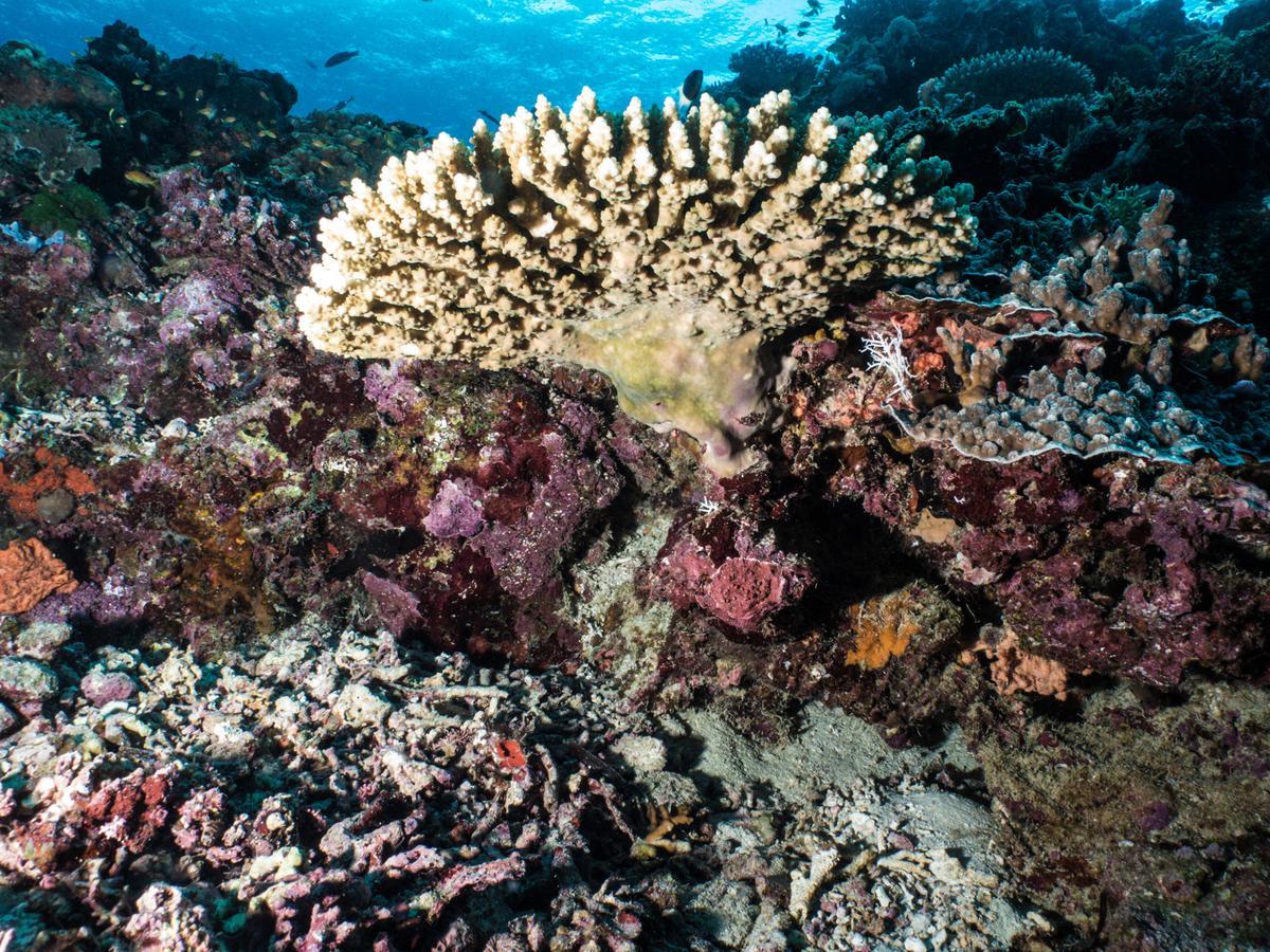 Gecko Nature Lodge Home Of Swahili Divers The Best Dive Center And Famous Gecko Restaurant Verani Bagian luar foto