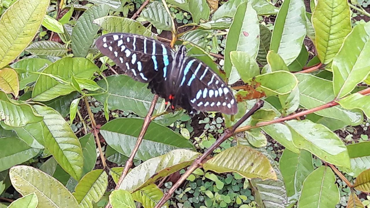 Gecko Nature Lodge Home Of Swahili Divers The Best Dive Center And Famous Gecko Restaurant Verani Bagian luar foto