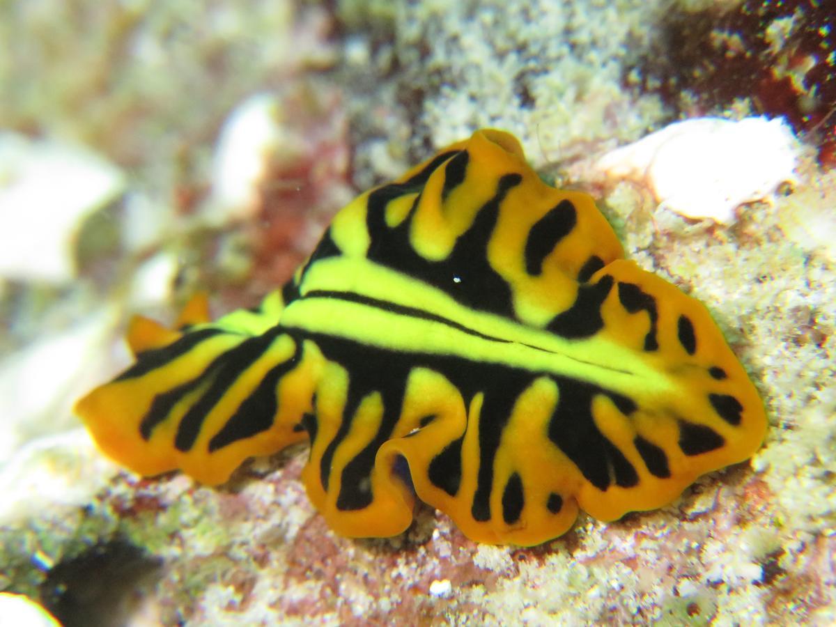 Gecko Nature Lodge Home Of Swahili Divers The Best Dive Center And Famous Gecko Restaurant Verani Bagian luar foto