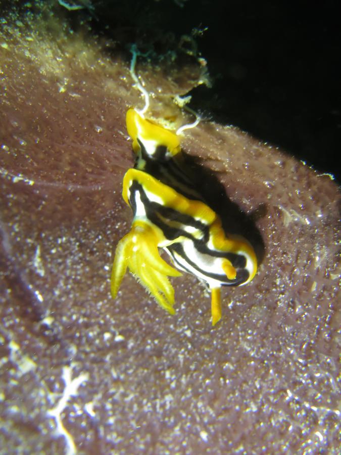 Gecko Nature Lodge Home Of Swahili Divers The Best Dive Center And Famous Gecko Restaurant Verani Bagian luar foto
