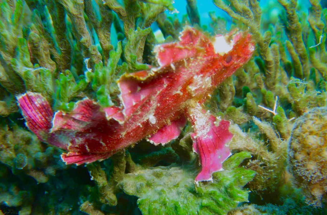 Gecko Nature Lodge Home Of Swahili Divers The Best Dive Center And Famous Gecko Restaurant Verani Bagian luar foto
