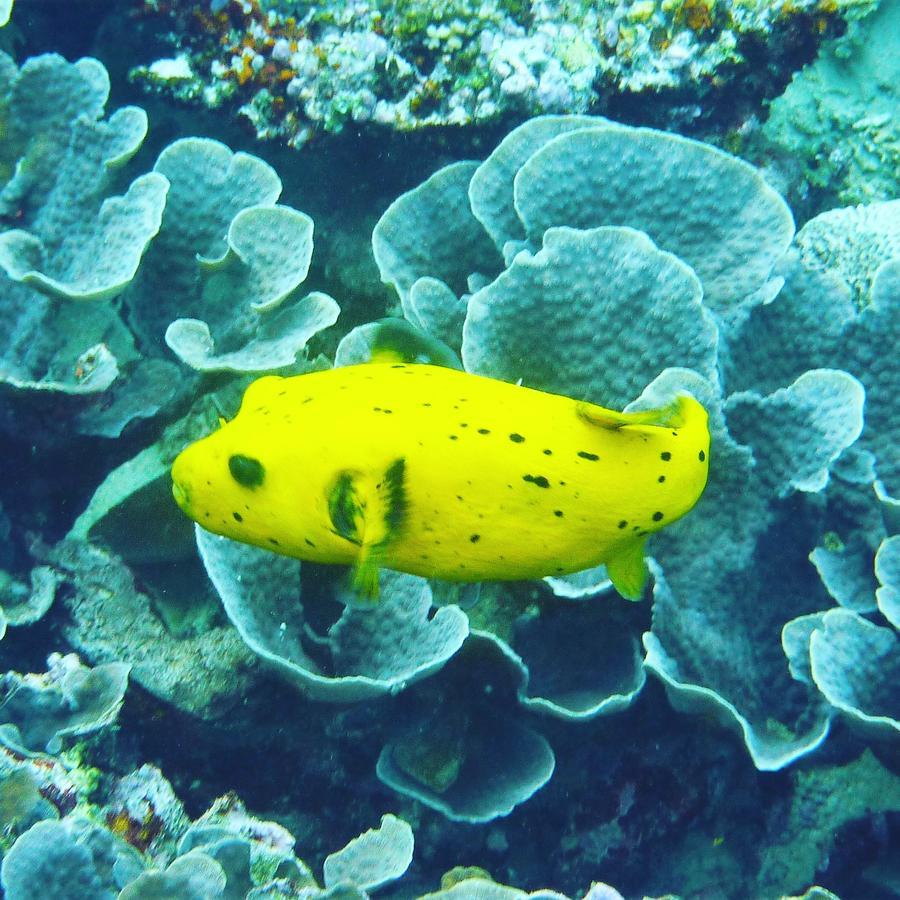 Gecko Nature Lodge Home Of Swahili Divers The Best Dive Center And Famous Gecko Restaurant Verani Bagian luar foto