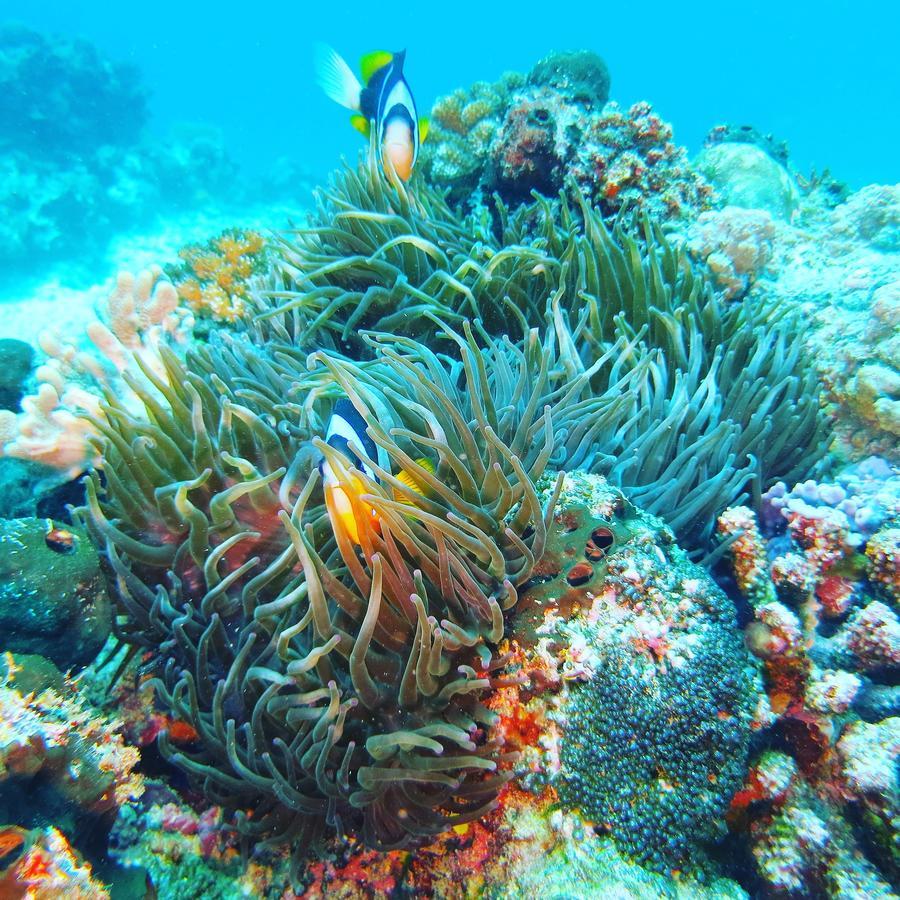 Gecko Nature Lodge Home Of Swahili Divers The Best Dive Center And Famous Gecko Restaurant Verani Bagian luar foto